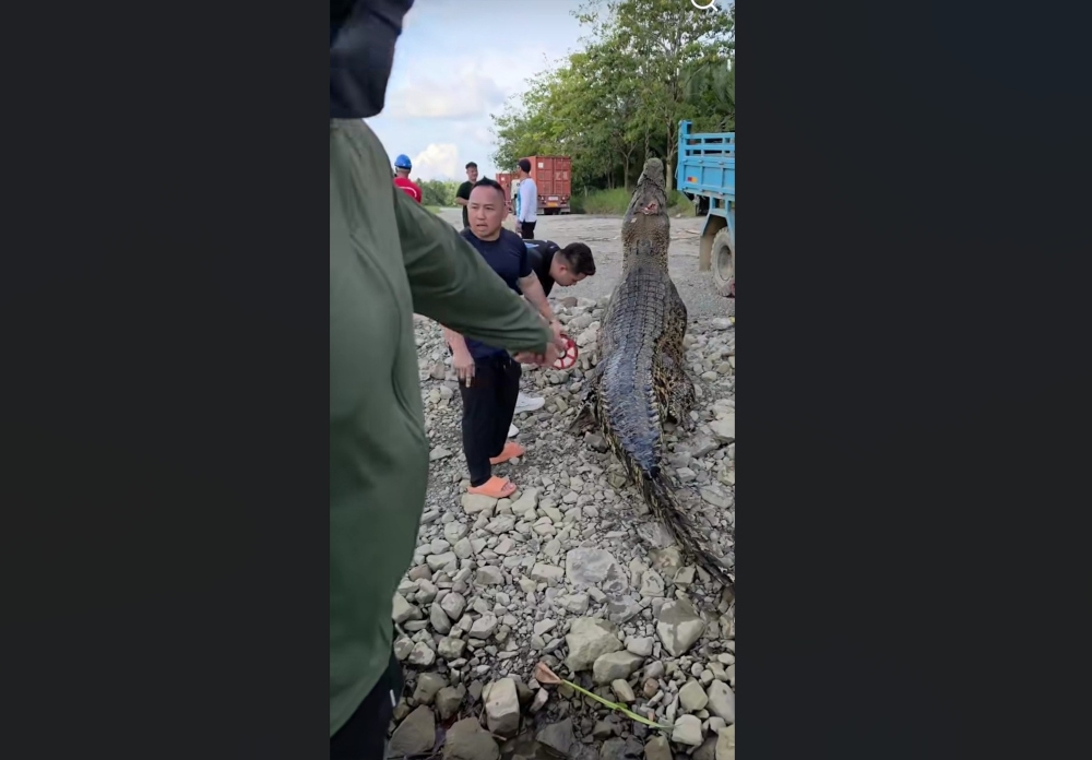 Monster five metre crocodile captured in Sarawak’s Sungai Tatau after sightings, attacks (VIDEO)