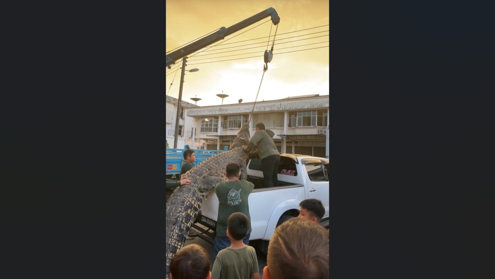 Siew’s team uses a crane to move the crocodile onto the back of a pickup truck. — The Borneo Post pic 