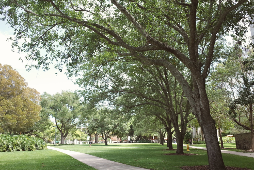 According to the authors, the question facing many institutions is increasingly difficult: Should potentially hazardous trees be removed to protect public safety, or should they be preserved as part of our environmental heritage? — Pexels.com pic 