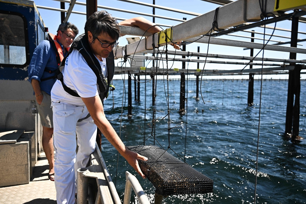 A scientific researcher harvests a batch of oysters to measure the consequences of water warming of the Etang de Thau near Sete, southern France, on July 2, 2026. The world's oceans just experienced their hottest June on record and could set fresh highs in the months ahead as El Nino and climate change drive temperatures even higher, scientists said on July 1. — AFP pic
