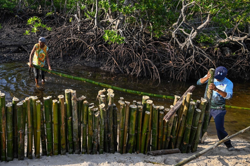 This photo taken on April 16, 2026, shows men working on bamboo fences to protect the mangroves at Ticao Island, in the province of Masbate. Mangroves are a key natural defence against storm surges and coastal erosion in the Philippines, which is hit by around 20 typhoons each year. — AFP pic