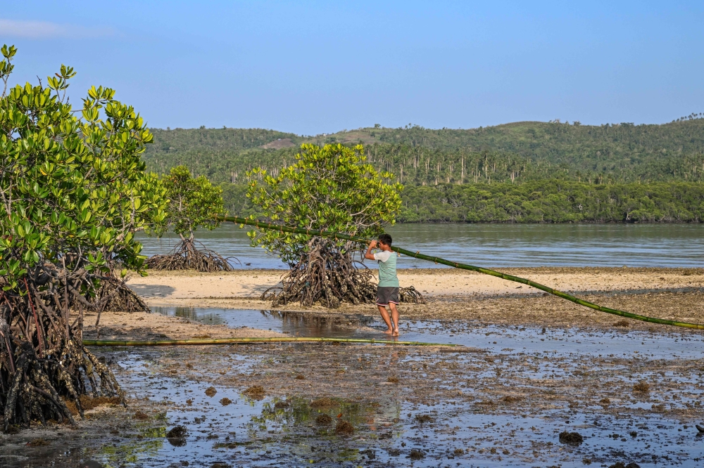 This photo taken on April 16, 2026, shows a man carrying a bamboo trunk to build fences to protect the mangroves at Ticao Island, in the province of Masbate.   AFP pic