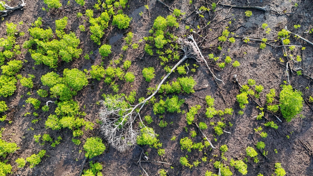 Protecting the protectors: Racing to save Philippines’ storm-battered mangroves