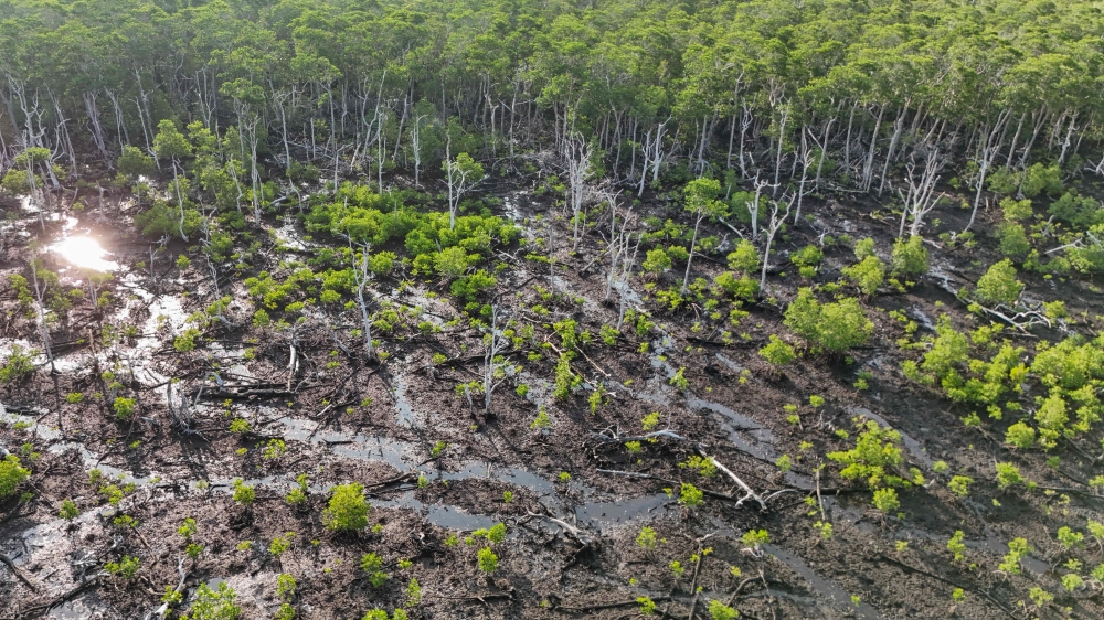 The Philippines has lost over 60 percent of its mangrove cover since 1918, government data shows, and increasingly powerful storms are threatening what remains by stirring up sediment that clogs water channels and suffocates mangroves at the roots.  — AFP pic