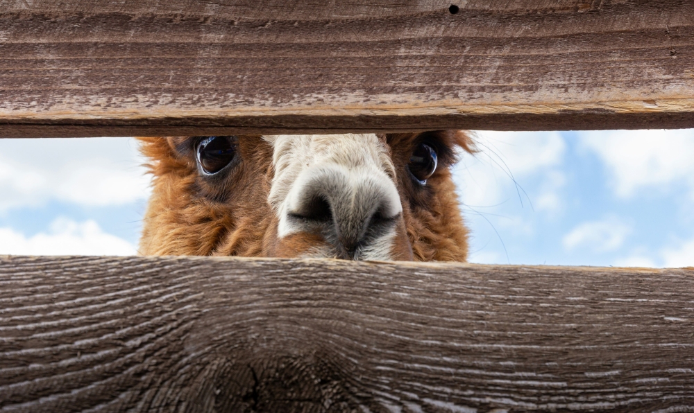 Alpacas, mini pigs and zebras set loose after floods hit China zoo