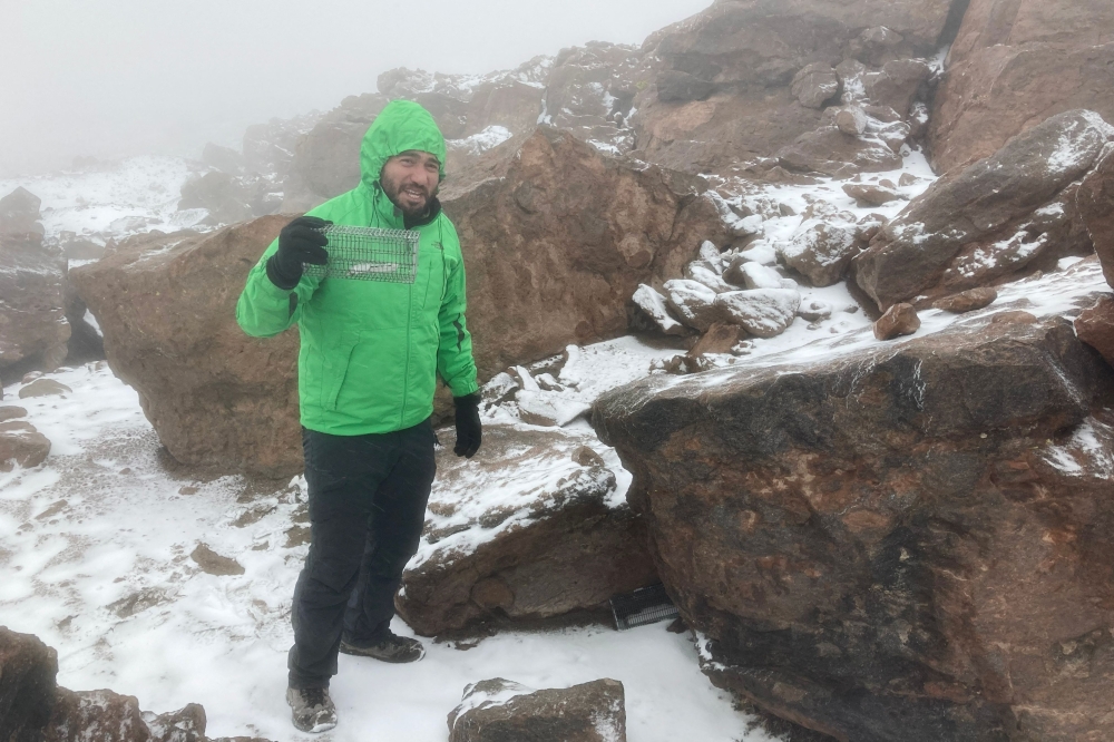 Scientists uncover secrets of tiny Andean mouse living on the world's highest peaks