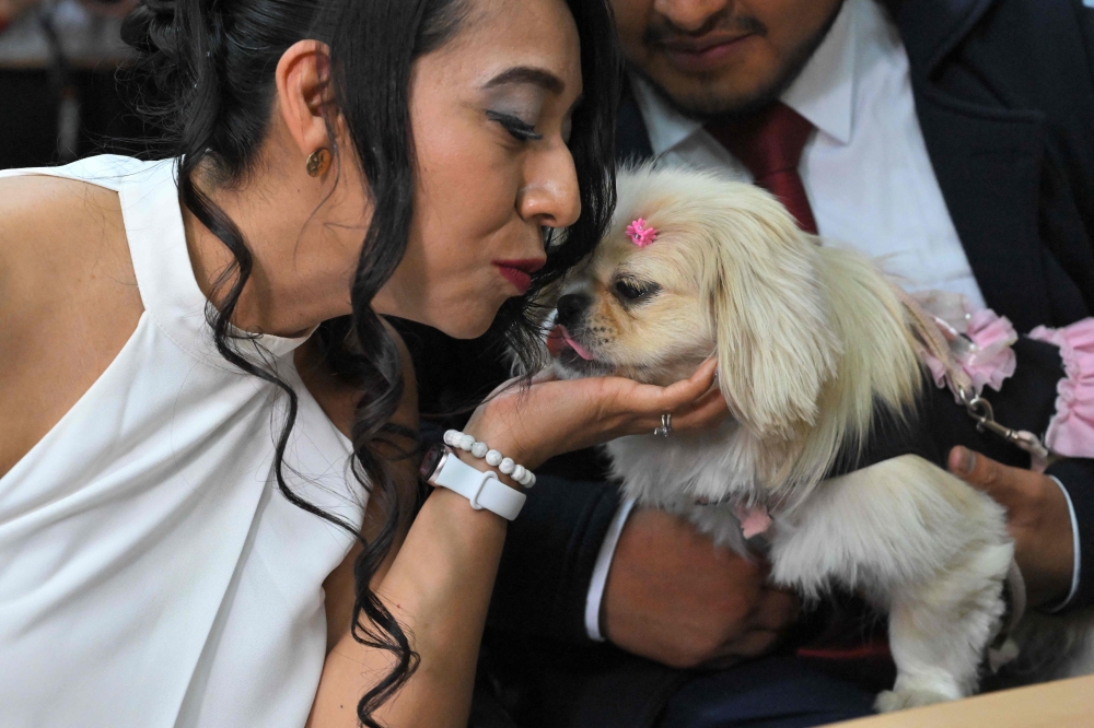 Till death do us bark: Pets serve as witnesses at Ecuador weddings