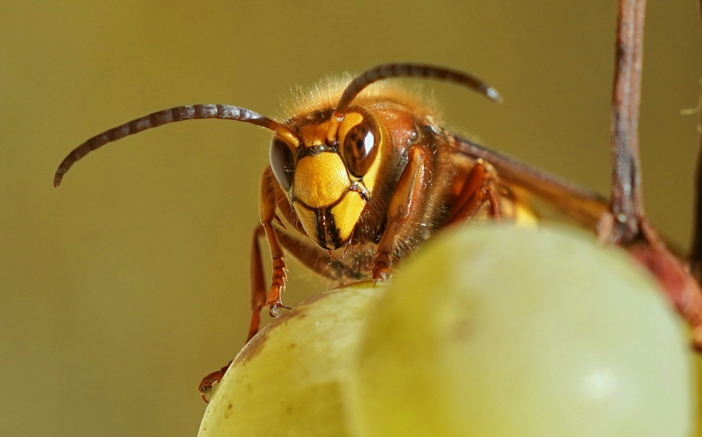Four hospitalised after hornet attack near Singapore’s Redhill Market