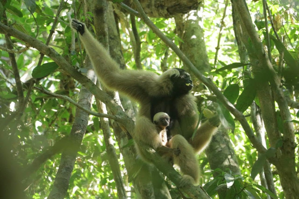 Angkor Wat celebrates new gibbon birth, warns tourists against feeding monkeys