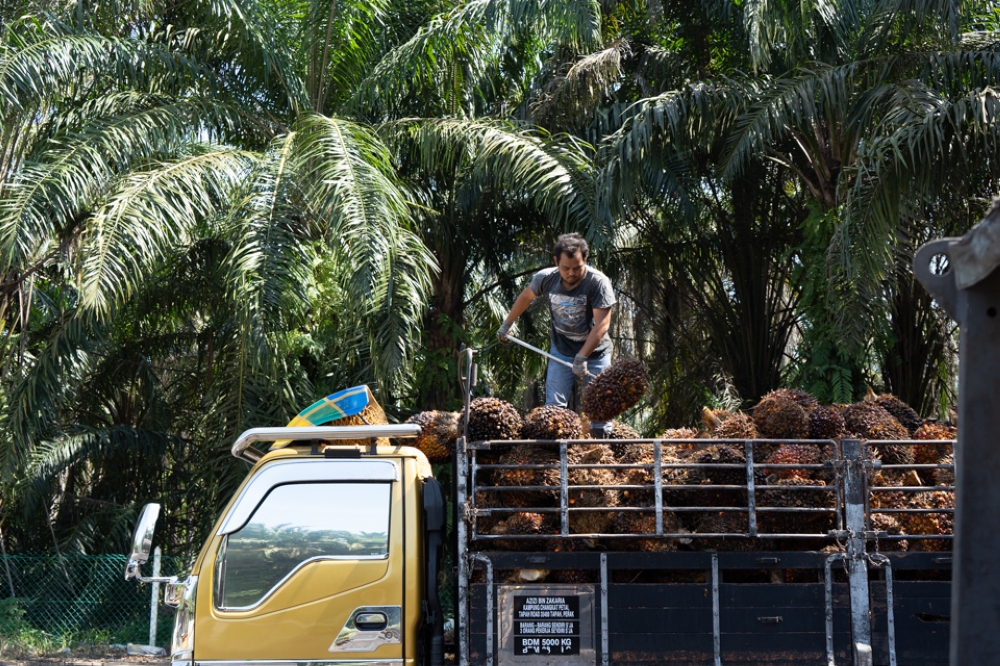 An oil palm harvester loads fruit bunches onto a truck at a plantation. The author argues that Malaysia’s palm oil industry still relies heavily on subjective human judgement to determine fruit ripeness, risking avoidable losses — Picture by Ahmad Zamzahuri