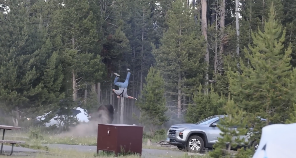 Man survives terrifying Yellowstone bison toss, park decides the bull gets to live (VIDEO)