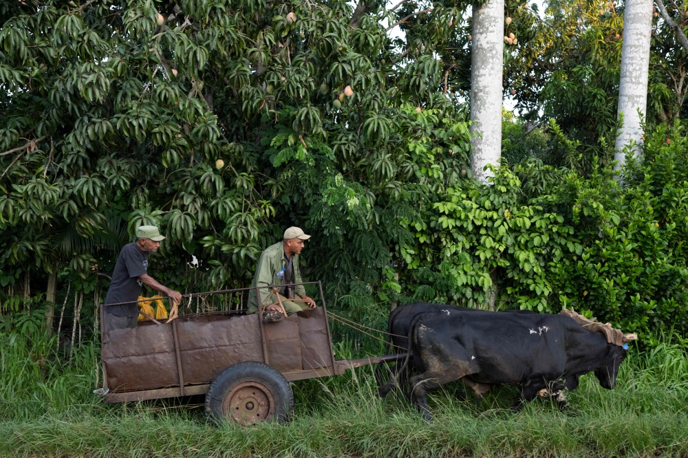 Tractor sits idle, oxen pull plough as Cuba’s energy crunch cripples small farms
