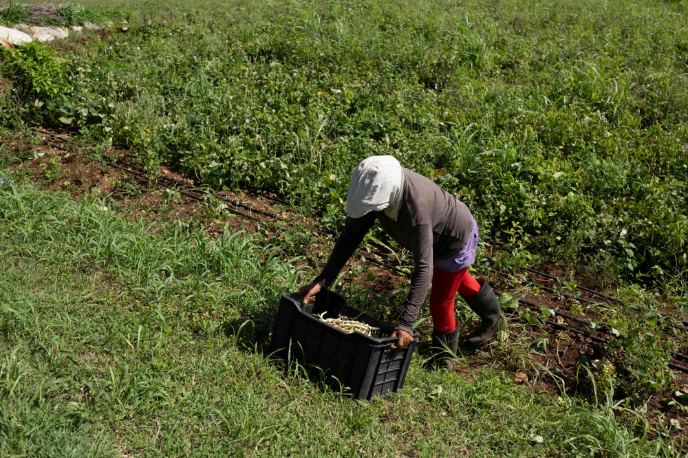 A farmer works at La Burgambilia agritourism farm in Caimito, Artemisa province, Cuba. — AFP pic
