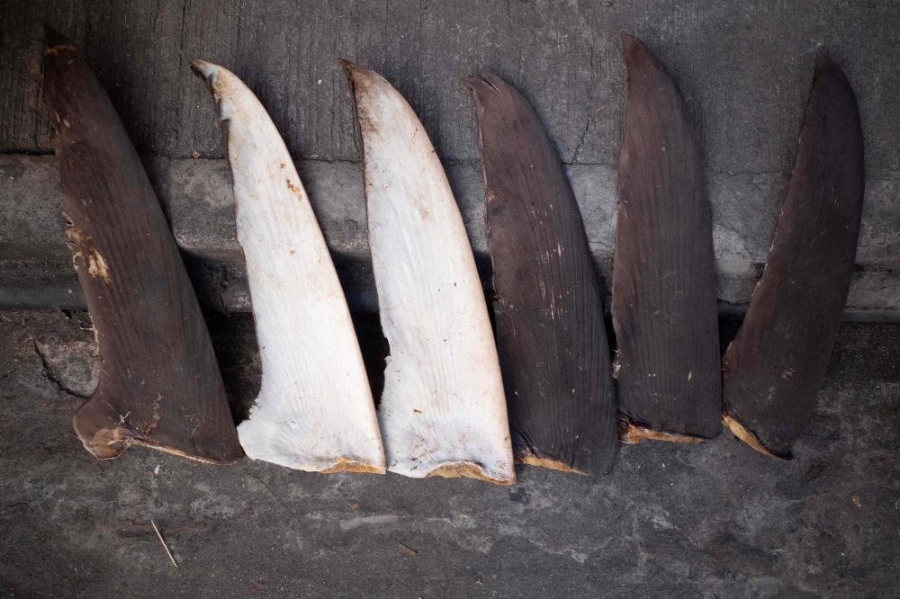 This photo taken on November 12, 2021 shows shark fins set out to dry along a street in Hong Kong. — AFP picture