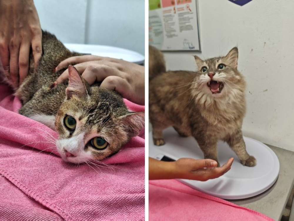 Cats being checked at the veterinary clinic before sterilisation. — Pictures courtesy of Catsoterra