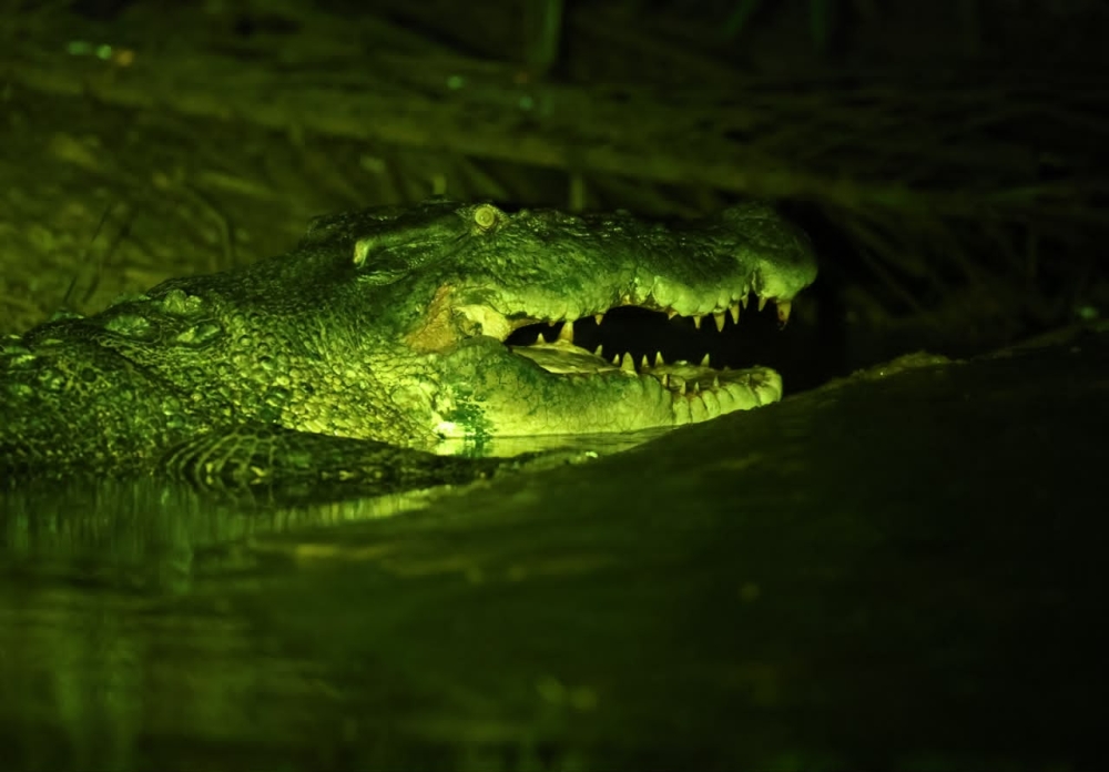Licensed hunter warns fishermen after giant 16.9‑foot crocodile spotted during Bintulu river operation
