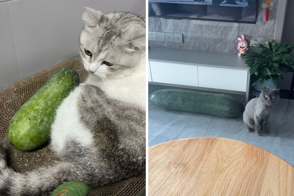 When winter melons become the purr-fect feline accessory to beat the heat (VIDEO)