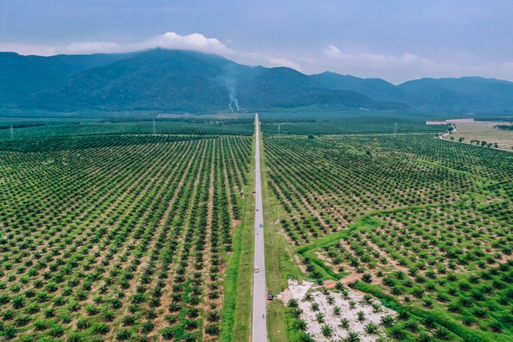 The author argues that palm oil has been unfairly vilified, contending that its unique molecular structure warrants a more nuanced assessment of its health effects than saturated fat content alone. — Pexels pic