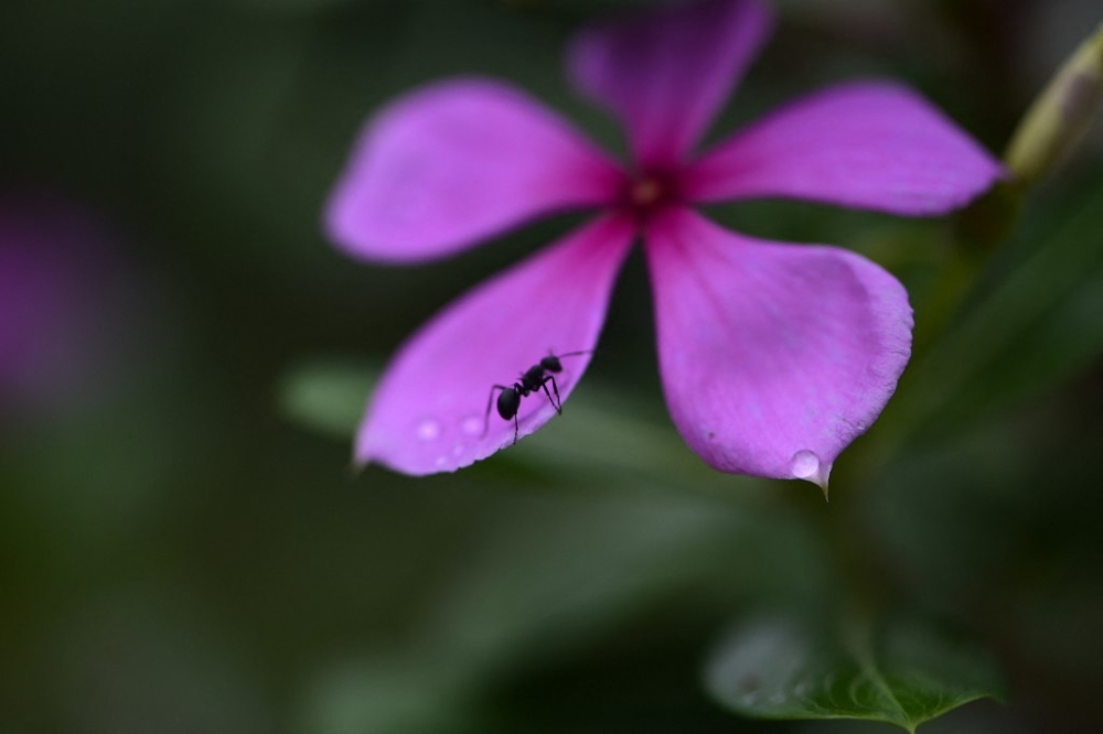 Michelin-starred restaurant owner faces jail in South Korea after topping sorbet with black ants