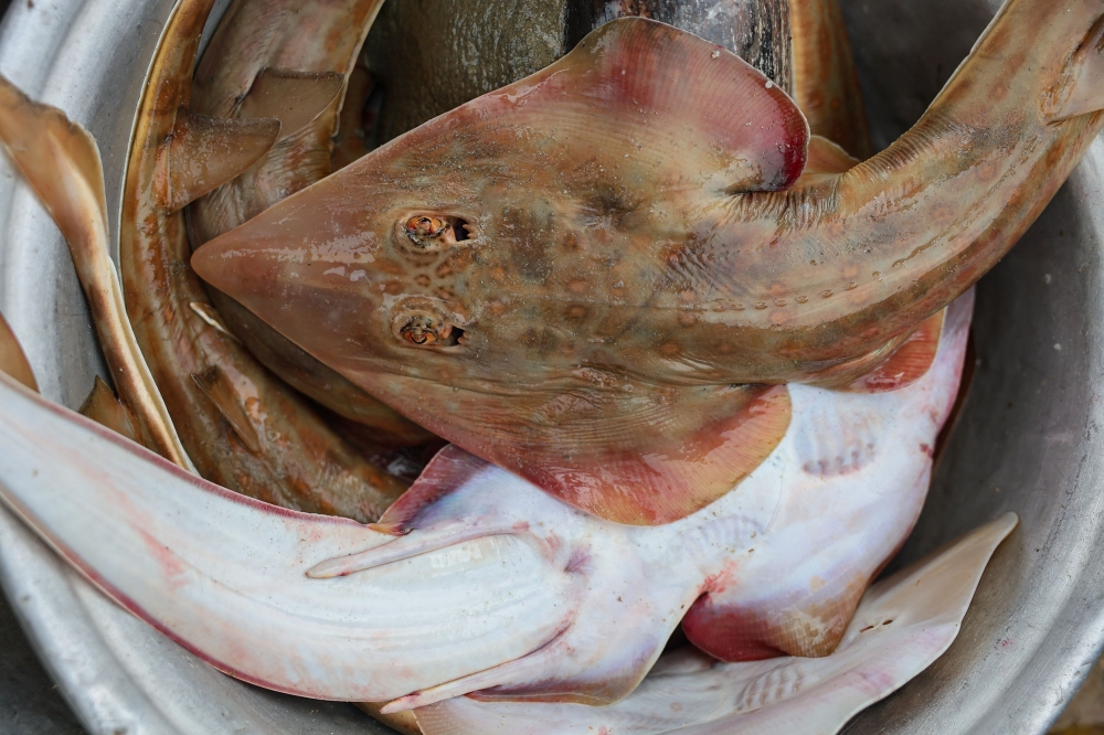 No fins attached: How Ghana's coastal communities are saving the world's strangest-looking fish