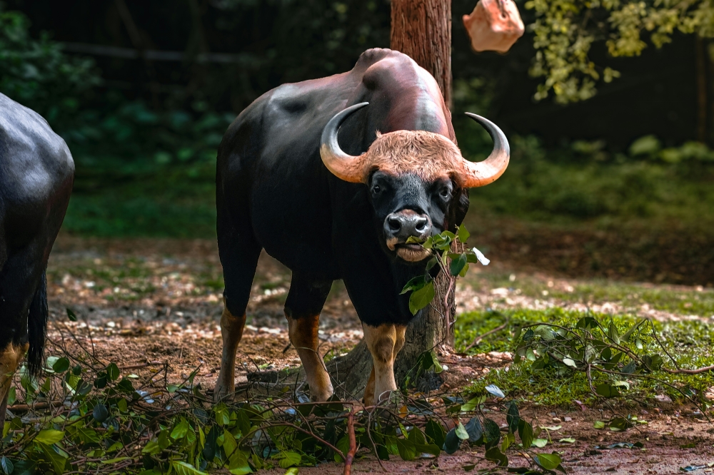 Highway to the animal kingdom: WCE adopts Taiping Zoo's resident gaur