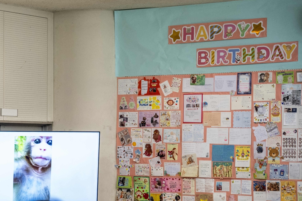 A TV screen shows footage of Punch, the male Japanese macaque abandoned at birth, alongside a wall of birthday messages ahead of his first birthday at Ichikawa City Zoo and Botanical Gardens, Ichikawa, July 24, 2026. — AFP pic