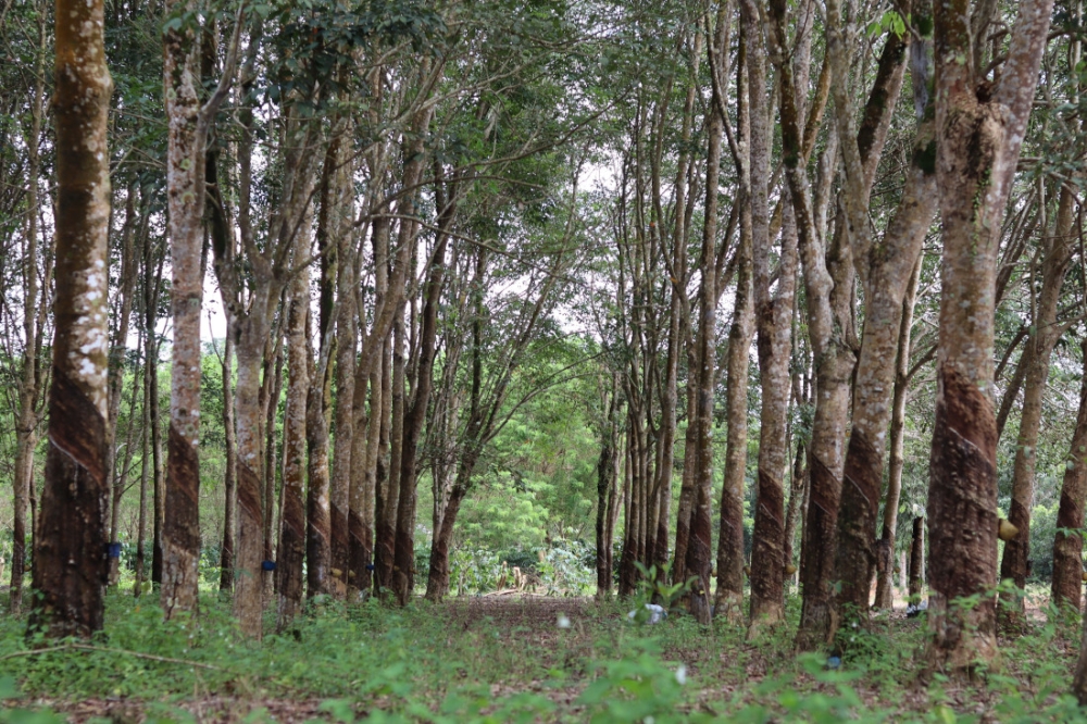 The author argues that the rubber industry must embrace a circular regenerative economy, contending that restoring resources and designing out waste are essential for long-term competitiveness and sustainability. — Pexels pic