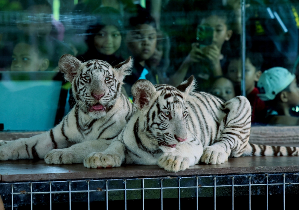 White Bengal tigers (Panthera tigris tigris) are a rare genetic variant known for their distinctive white coats and black stripes, making them one of the most popular attractions in zoos around the world. — Bernama pic