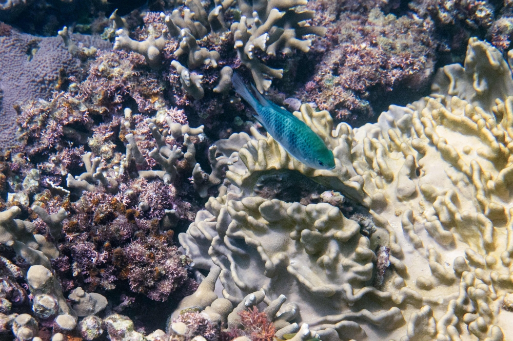 From ‘heatwave simulators’ to ecological bootcamps, scientists and conservationists are trying ways to revive and reinforce Okinawa’s famous coral reefs two summers after climate-driven bleaching decimated the teeming undersea ecosystems. — AFP pic