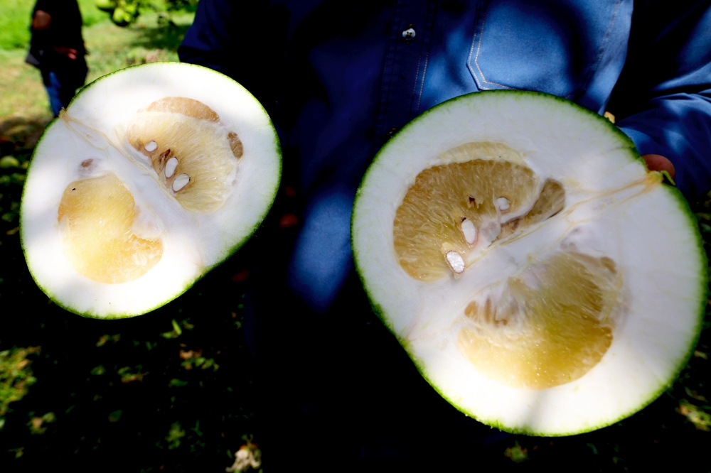 Mardi’s locally bred ‘Melomas’ pomelo variety, known for its sweeter and juicier flesh, is expected to enter its next harvest in August. — Bernama pic