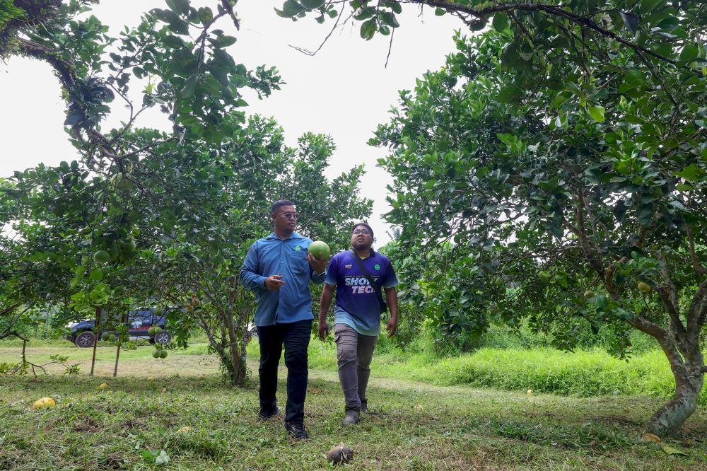 Jelebu Mardi manager Noraimi Nordin says pomelos offer farmers a lower-maintenance alternative to durians, with year-round production and strong commercial potential. — Bernama pic