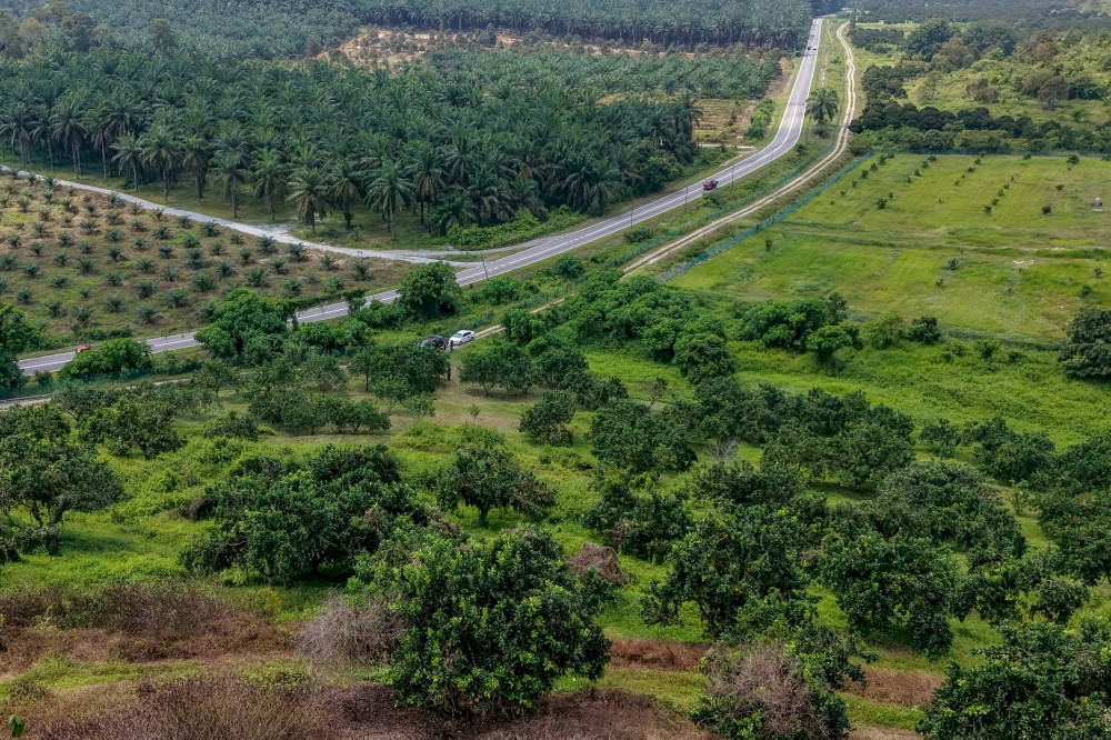 Pomelo trees flourish at Mardi’s eight-hectare cultivation site in Simpang Durian, Jelebu, where more than 600 trees produce up to 13,000 fruits per harvest cycle. — Bernama pic