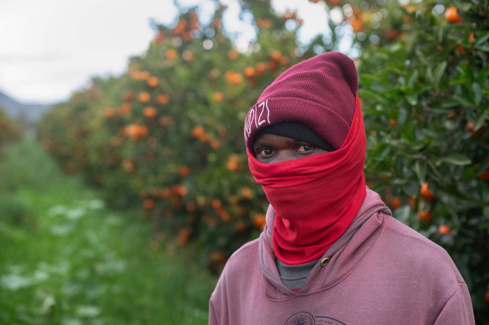 A Malawian farmworker stands in a citrus orchard on a farm close to the town of Robertson, in the Western Cape Province, South Africa on July 9, 2026. — AFP pic