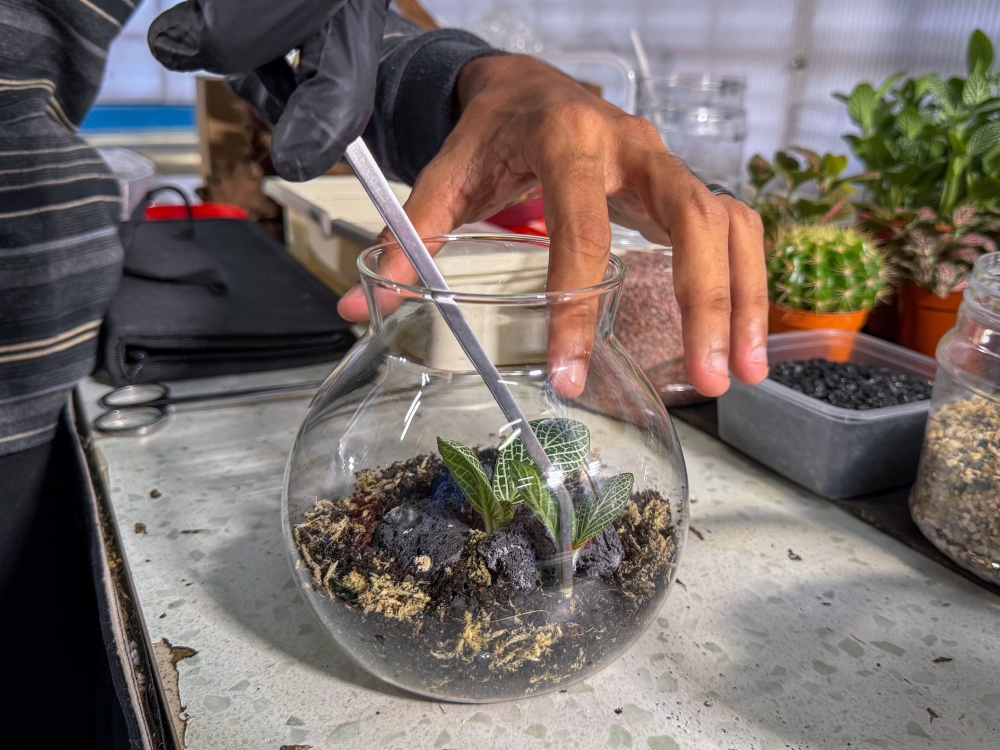 Each terrarium is monitored for up to two weeks before delivery to ensure that the plants have adapted to their enclosed environment. — Bernama pic