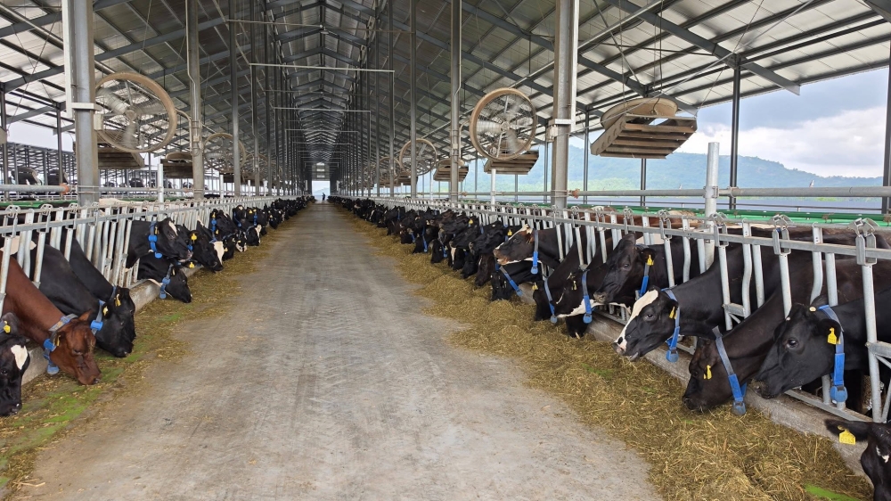 Jersey Friesian crossbred cows at the Jemaluang Dairy Valley in Mersing. The project has produced three million litres of fresh milk as of July 26 and expects output to reach 5.5 million litres by the end of 2026. — Picture from Facebook/Qasem Alhasan