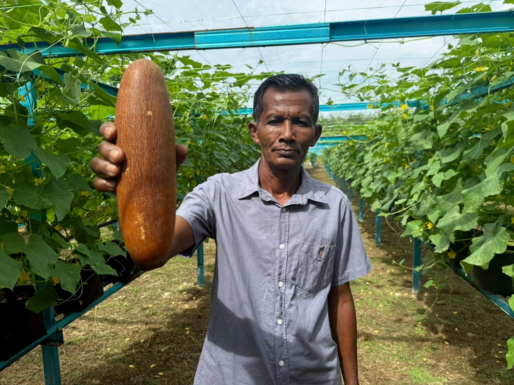 Proud farmer Uyob Ahmad, 59, holds an old cucumber grown via fertigation in Kampung Gusai, Ulu Tembeling. — Bernama pic