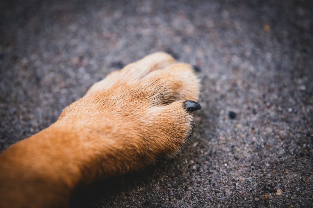 The author argues that humane stray-animal management can protect public safety while addressing uncontrolled reproduction without resorting to mass culling. — Unsplash pic