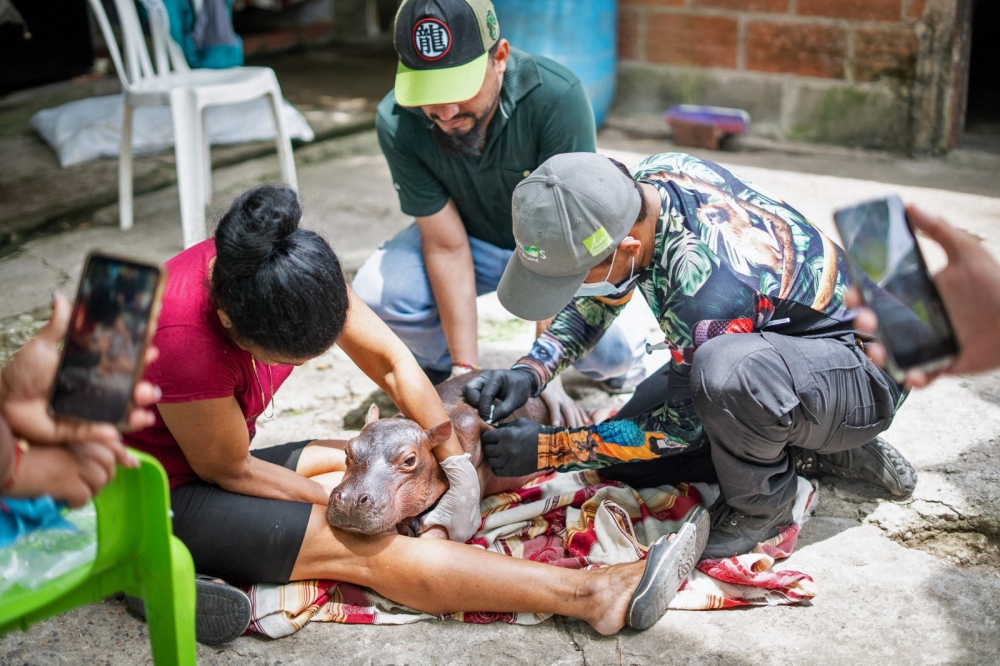 Officials and residents attend to a rescued baby hippo from Pablo Escobar’s herd in Colombia on August 4, 2026. — Cornare handout pic via AFP 