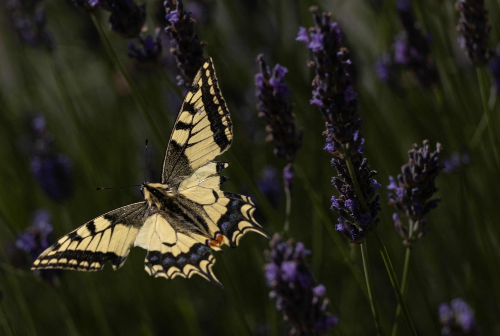 A common yellow swallowtail butterfly (Papilio machaon) flies over flowers in Chisseaux, central France, on June 27, 2026. — AFP pic