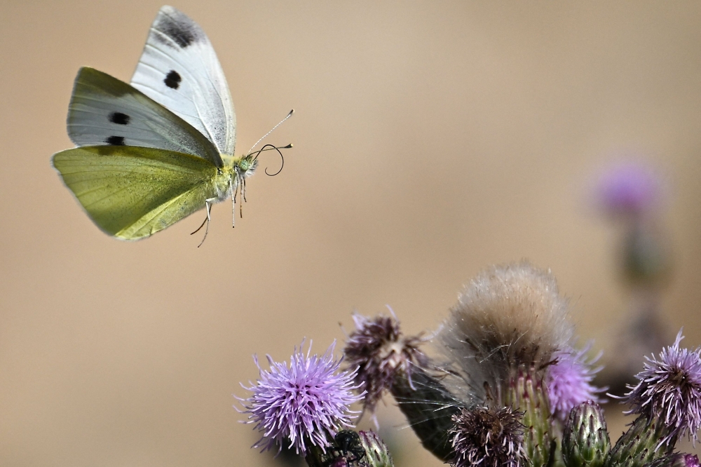 A Pieris rapae butterfly flies trough a field in Soultz-Haut-Rhin, eastern France, on June 18, 2025. — AFP pic