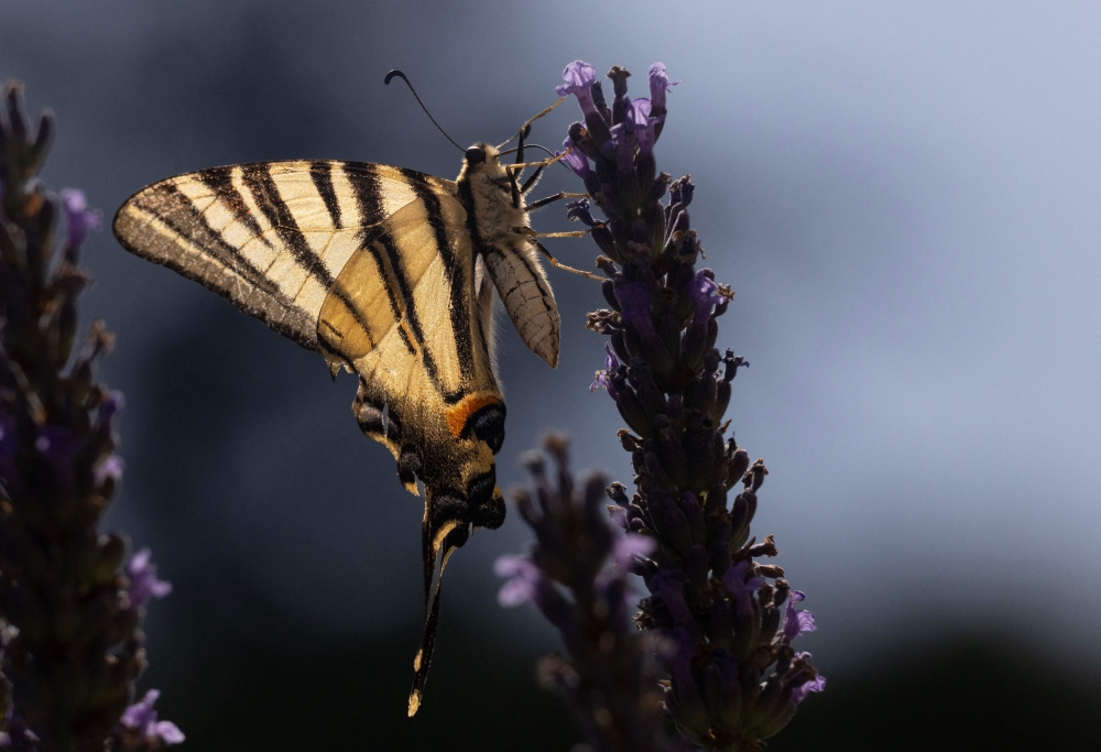 A common yellow swallowtail butterfly (Papilio machaon) is feeding on flowers in Chisseaux, central France, on June 27, 2026. — AFP pic