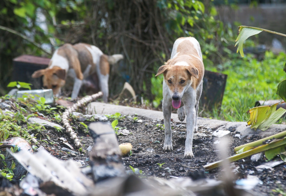Why are the local councils not engaging with the many NGOs who are willing and able to work with them to humanly deal with the strays? — Picture by Farhan Najib