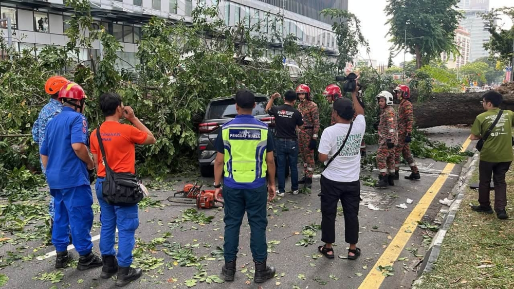 MBPP blames root rot and trunk cavity for Angsana collapse in George Town