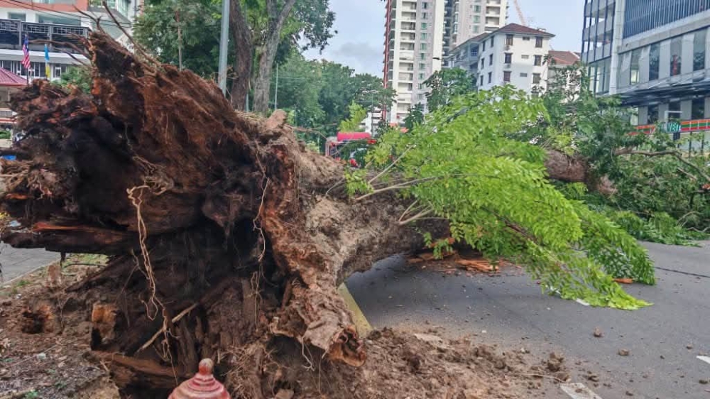 MBPP says tree safety risks remain priority, especially those affected by works and restricted roots. — Picture via Facebook/Majlis Bandaraya Pulau Pinang
