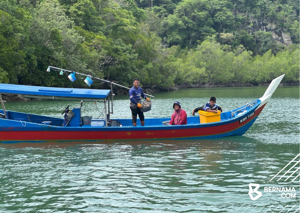 Pulau Tuba resident and gayam snail harvester Rahman Ahmad, 49, said only about seven or eight people on the island possess the skills needed to harvest the snails. — Picture from X/Bernama 