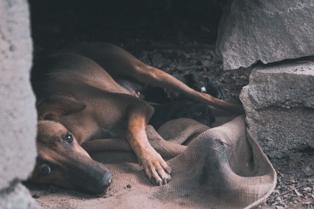Malaysia has an ongoing challenge in managing stray animal populations through prevention rather than repeated enforcement operations. — Pexels pic