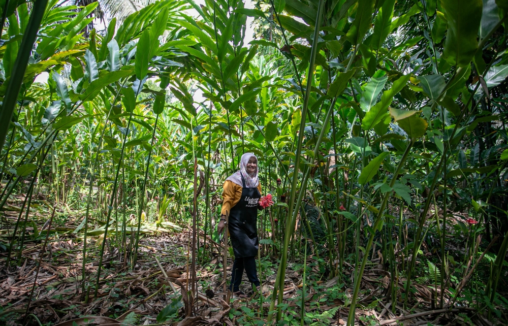 Mariyaton cultivated torch ginger and local herbs on a plot behind her home. — Bernama pic