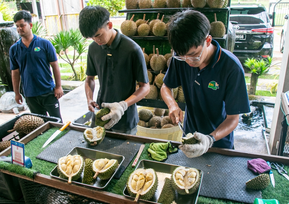 Durian heir Dickson Tai (centre) opens Musang King and Black Thorn for visitors at the Melaka Surreal Durian Experience 2026, Eco Do Bem Cafe & Durian Park. — Bernama pic