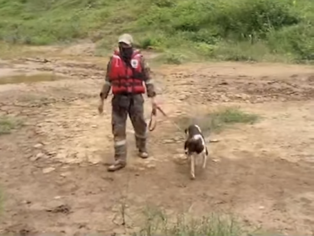 Bomba k9 Frankie joins the search for missing 14-year-old student Mohd Rayyan Hakimi Mohd Yusmiza on Day Three in the vicinity of Sungai Kelantan near Kampung Aur Duri, Kuala Krai. — Facebook screengrab from Bernama Radio 