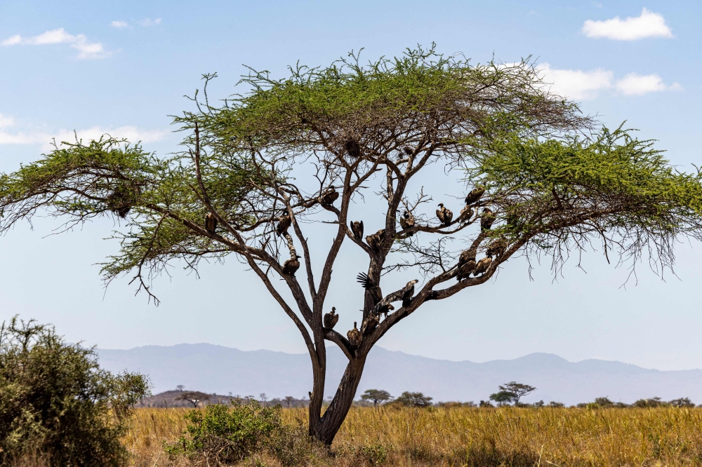 Vultures rest on a tree next to the carcasses of a mother and calf elephant at Kimana Sanctuary, on the outskirts of Amboseli National Park, on August 12, 2026, following a series of elephant deaths in the area. — AFP pic 